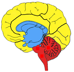 Image of the human brain divided into it's the main evolutionary processing systems: the neocortex, the limbic system, and the brain stem. 