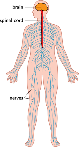 Image of the human body showing the interconnected nature of the brain, spinal column, and nervous system