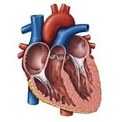 Anatomical diagram of the human heart