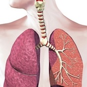 Anatomical diagram of the human lungs