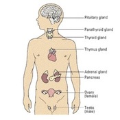 Anatomical diagram showing the location of the glands