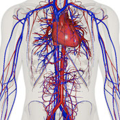 Anatomical diagram showing the network of blood flow through the human body